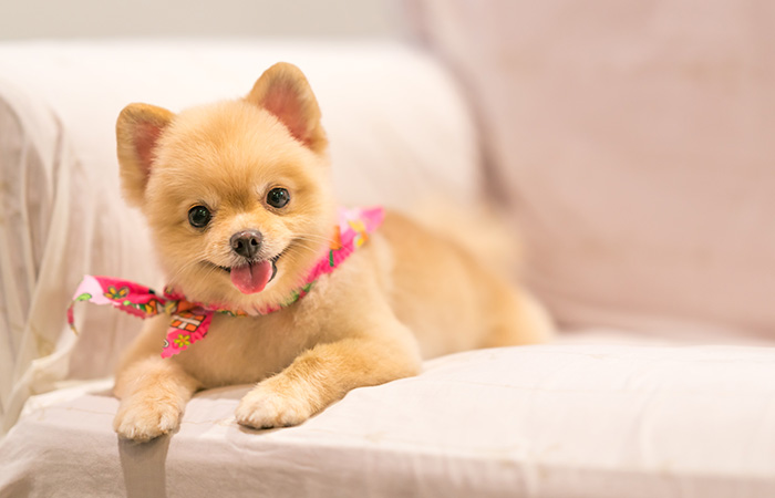 A small, fluffy, light brown Pomeranian puppy with a pink floral bandana lies on a white sofa, looking at the camera with its tongue slightly out. The background is softly blurred, emphasizing the adorable puppy who just had a check-up at the vet.