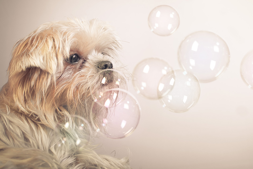 A small, fluffy dog with light-colored fur looks intently at several translucent soap bubbles floating in the air. The background is a soft, neutral tone, emphasizing the whimsical interaction between the dog and the bubbles, as if awaiting a playful examination from a vet.