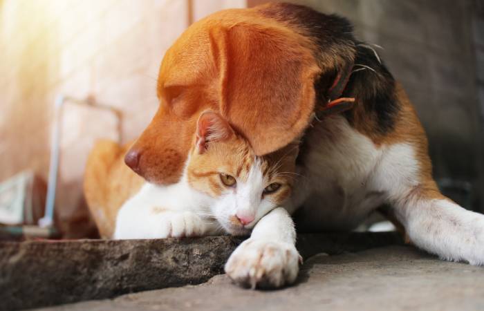A beagle dog gently cuddles a relaxed orange and white cat, resting its head on the cat's head as if they just returned from the veterinarian. They both lie on a concrete surface with a warm sunlight glow in the background.