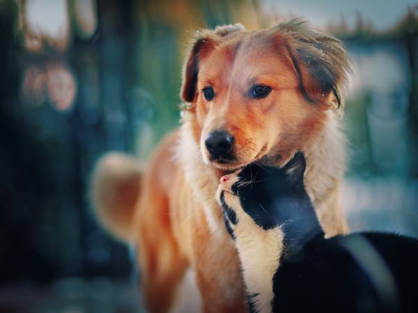 A tan dog and a black-and-white cat are standing close together. The cat is rubbing its face against the dog's chin, and the dog looks down at the cat. The background is softly blurred, creating a warm and friendly atmosphere, reminiscent of a visit to the veterinarian's office for a health check-up.