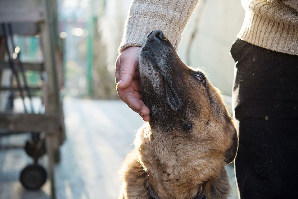 A brown dog with black markings on its snout looks up while being gently petted under the chin by a person wearing a beige knitted sweater. The background features outdoor elements blurred in the sunlight, creating a serene atmosphere as if waiting for the vet.