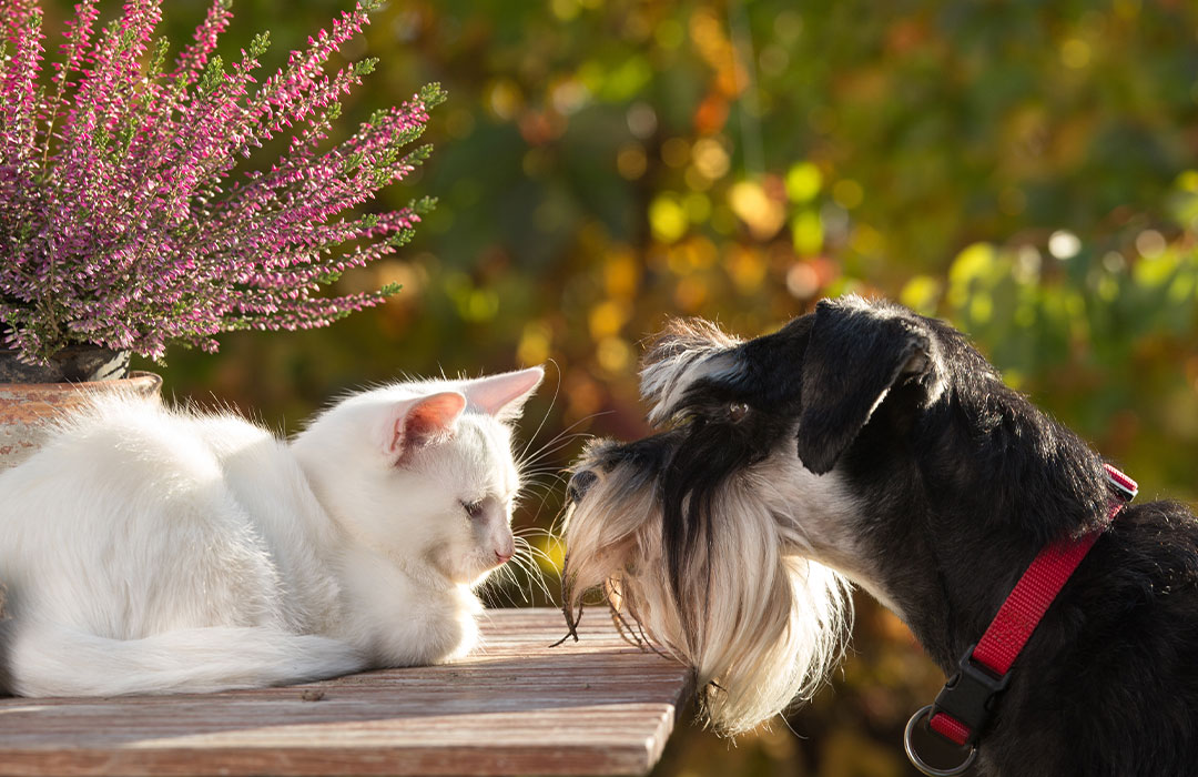 A white cat and a black and white dog with a red collar are facing each other on a wooden surface. The cat is lying down while the dog stands with its head close to the cat, as if they just returned from the vet. There's a potted plant with purple flowers in the background.