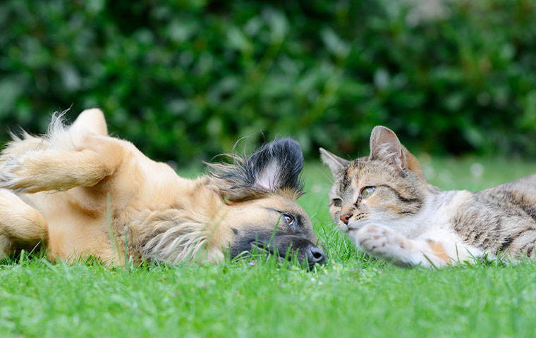 A brown dog and a tabby cat are lying on green grass. The dog is on its back, looking at the cat, while the cat is lying on its side, gazing back at the dog. The background of lush greenery looks like a scene from a veterinarian's garden.