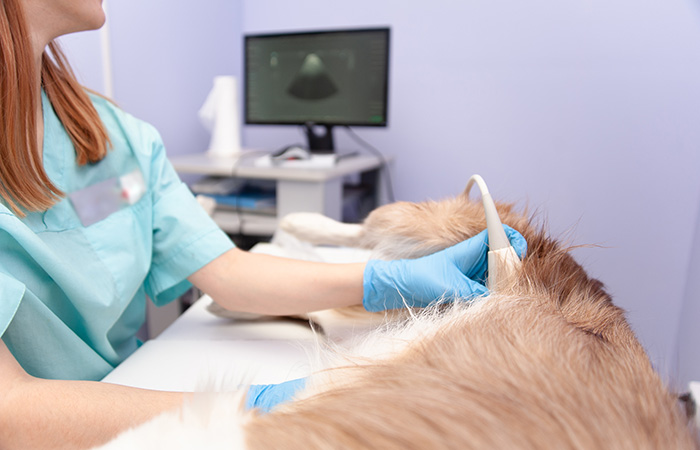 A vet uses an ultrasound machine to examine a dog's abdomen. The veterinarian, wearing a teal scrub top and blue gloves, works carefully as the dog lies on an examination table in the clinic, with an ultrasound image visible on a monitor in the background.