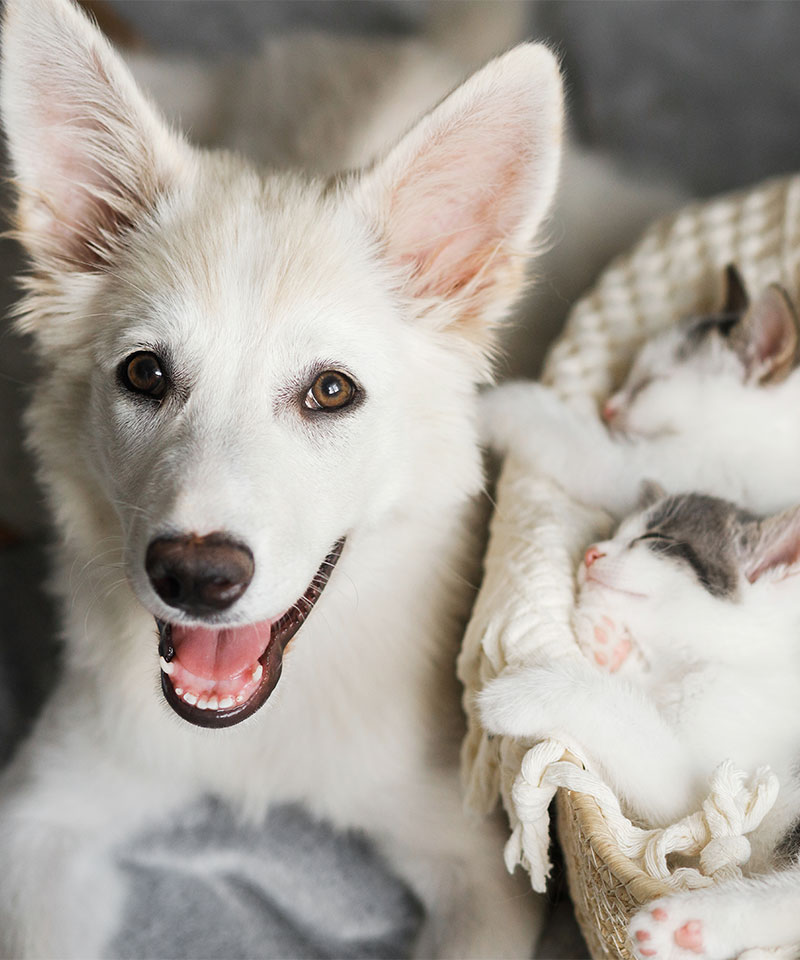 A happy white dog with perky ears and an open-mouth smile sits next to a basket of two sleeping kittens. The kittens, nestled snugly in the basket, appear relaxed, one with a grey and white coat, the other mostly white—perfect for showcasing at any veterinarian's office.