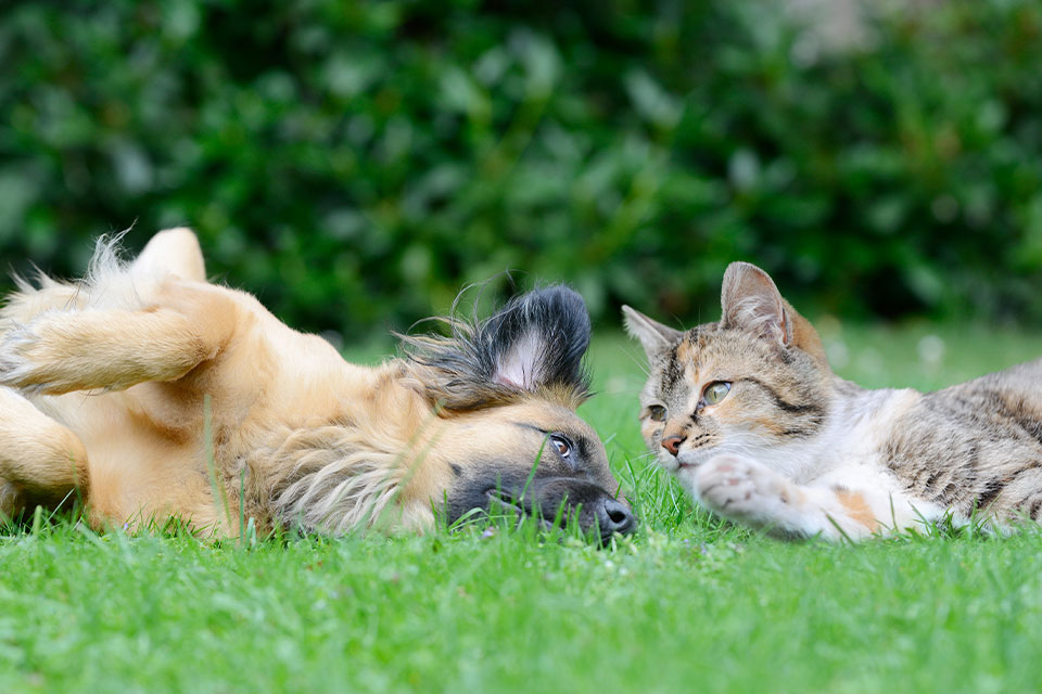 A brown dog and a tabby cat are laying on the grass facing each other. The dog is on its back, while the cat lies on its side. Both animals appear relaxed, with a green, blurred background of bushes. It's a heartwarming moment that any veterinarian would be pleased to witness.
