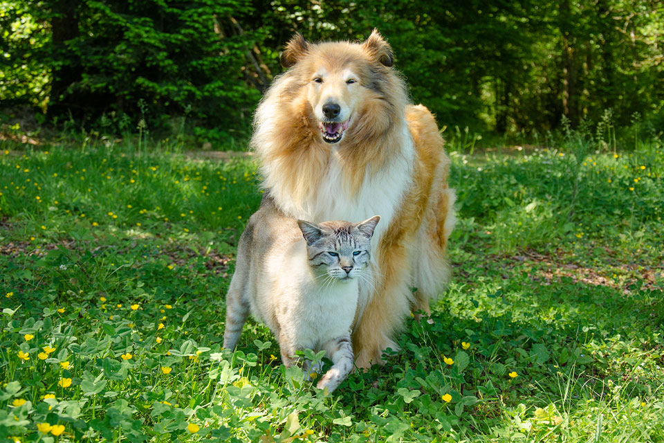 A fluffy, tan-colored Collie stands in a grassy area surrounded by trees and yellow flowers. In front of the Collie is a gray tabby cat walking. Both animals are enjoying the outdoors on a bright, sunny day, looking like they just returned from a visit to the veterinarian.