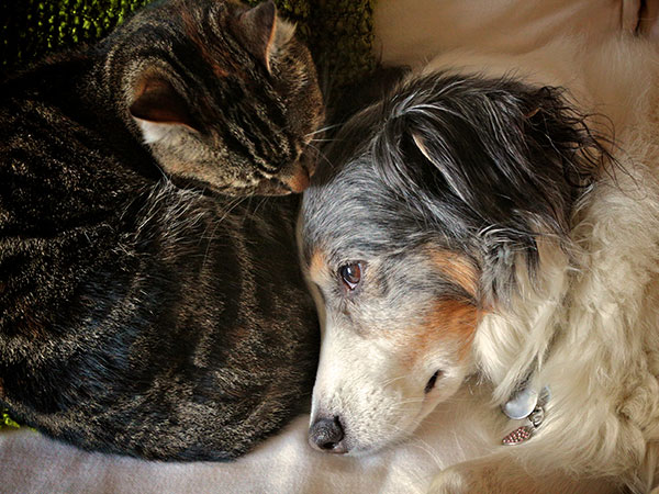 A tabby cat nuzzles against a calm, resting dog with a white and grey coat. The dog, wearing a collar with tags provided by the veterinarian, has a slightly tilted head and open eyes. The cat appears affectionate and close beside the dog on a soft surface.