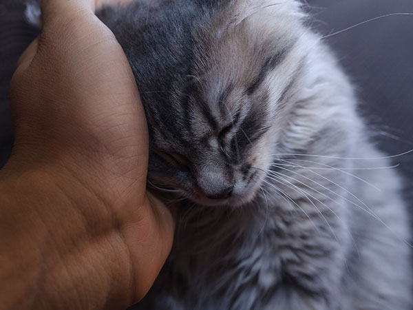 A close-up image shows a fluffy, gray-striped cat with its eyes closed, leaning its head contentedly into a veterinarian's hand. The cat appears calm and relaxed, enjoying the gentle touch from the vet.