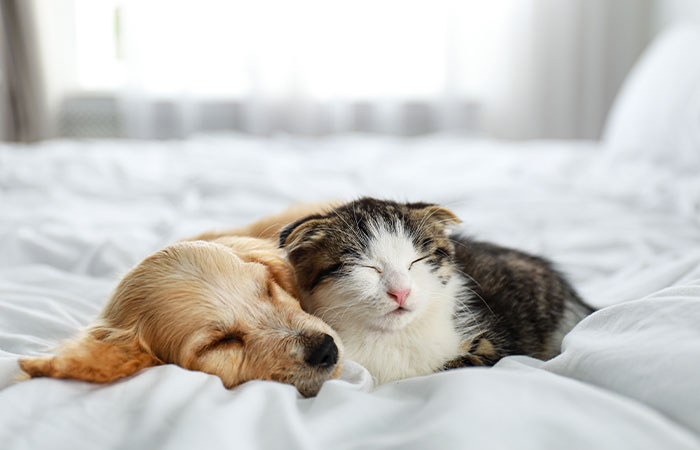 A golden retriever puppy and a gray tabby kitten are cuddled up together, peacefully sleeping on a white bed. The background is softly lit, giving the scene a warm and cozy ambiance, as if they just returned from a gentle check-up at the veterinarian.
