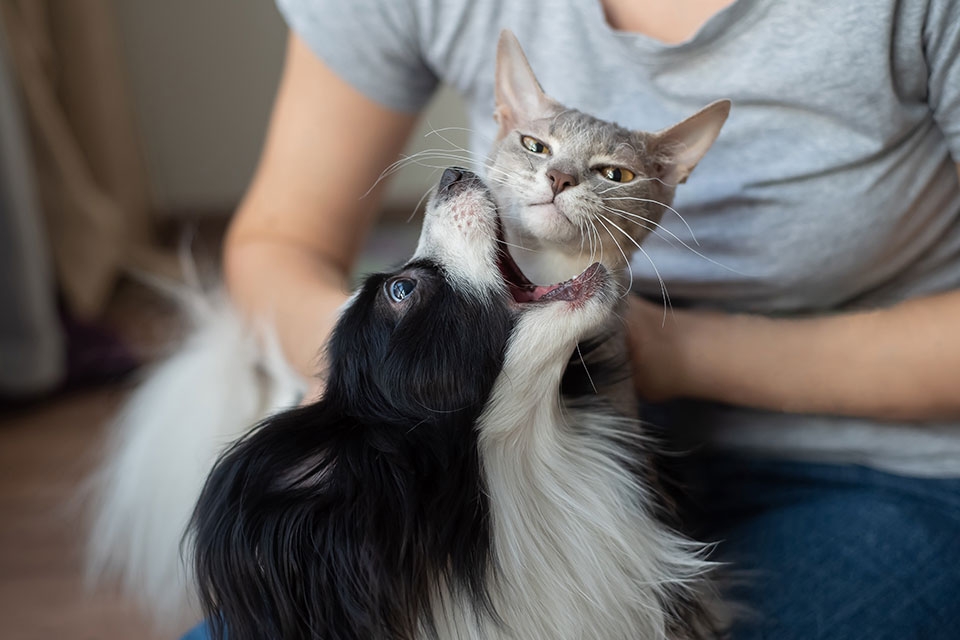 A person in a grey shirt is holding a cat and a small dog. The dog, with a black and white coat, playfully interacts with the grey and white cat, under the watchful eyes of their vet. The cat looks slightly displeased, while the dog seems enthusiastic.