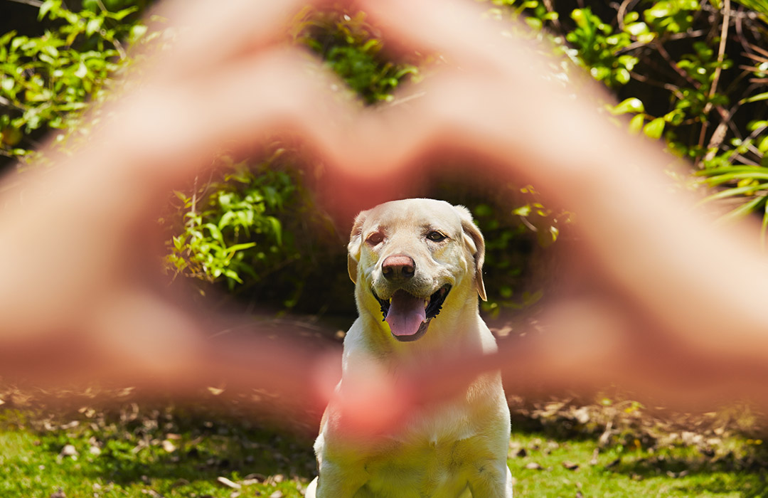A happy Labrador Retriever sits in grass with a backdrop of lush greenery. The dog's face is framed by a blurred pair of hands forming a heart shape in the foreground, a testament to the love and care it receives, much like the kind offered by a dedicated veterinarian.