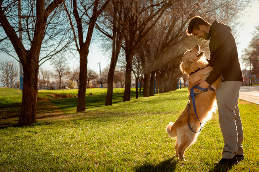 A man dressed in a black jacket and light-colored pants stands on a grassy lawn, embracing a large, golden-colored dog on its hind legs. They are surrounded by leafless trees, and the sun is shining, casting a warm glow on the scene. The dog's joy suggests it just returned from visiting the vet.