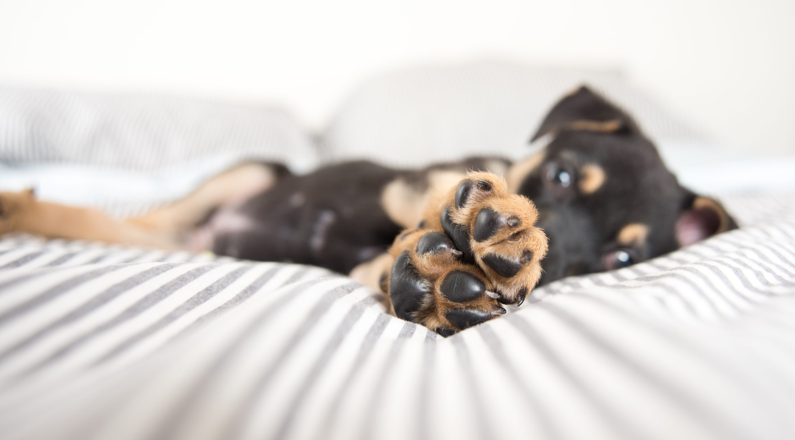 A black and tan puppy lies on its back on a white and gray striped bed, focusing on its front paws. The puppy looks relaxed and content, as if it just returned from a check-up at the vet, with its head slightly turned to the camera.