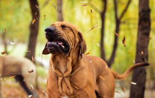 A large brown dog is sneezing among falling autumn leaves in a wooded area. The dog, with its wrinkled face, has its eyes closed and mouth partially open mid-sneeze, creating a humorous expression. A vet would find this scene endearing. Another similar dog is blurred in the background.