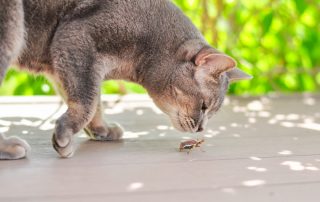 A gray cat is intently looking at a bug on a wooden floor. The background, filled with blurry green foliage, conveys a serene atmosphere. Sunlight brightly lights the scene, casting shadows from the leaves above—the kind of vivid moment any vet would recognize as part of everyday feline curiosity.