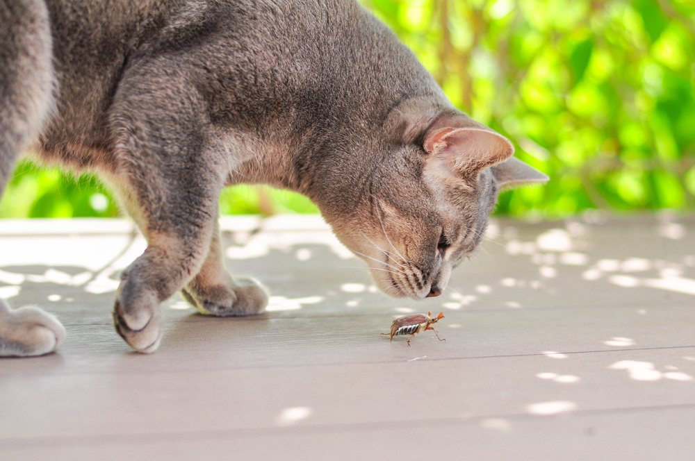 A gray cat is intently looking at a bug on a wooden floor. The background, filled with blurry green foliage, conveys a serene atmosphere. Sunlight brightly lights the scene, casting shadows from the leaves above—the kind of vivid moment any vet would recognize as part of everyday feline curiosity.