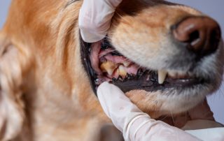 Close-up of a dog's mouth being held open by gloved hands, revealing its teeth and gums. The veterinarian ensures the dog, with its golden-brown coat, remains calm as the focus is on its dental health.