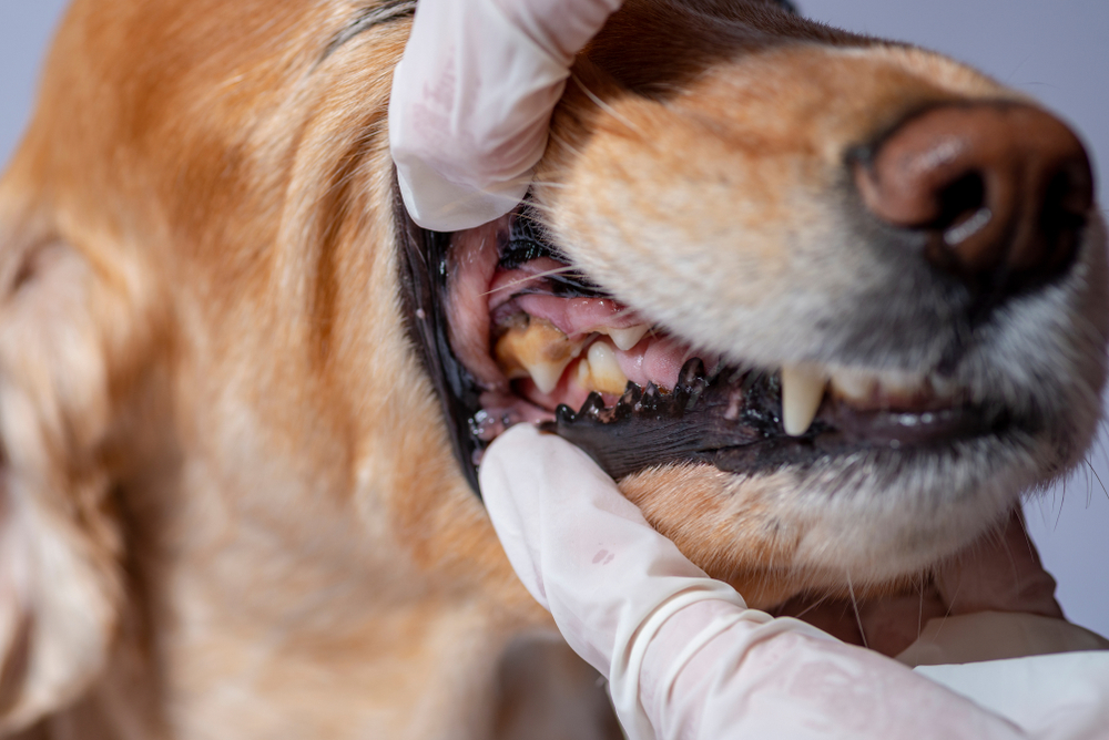 Close-up of a dog's mouth being held open by gloved hands, revealing its teeth and gums. The veterinarian ensures the dog, with its golden-brown coat, remains calm as the focus is on its dental health.