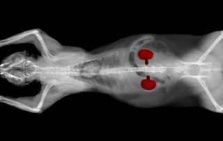A black and white X-ray image of a cat, lying on its back with paws stretched above its head. The kidneys are highlighted in red, showing their location within the feline's body. The background is black, providing clear detail for accurate assessment by a veterinarian.