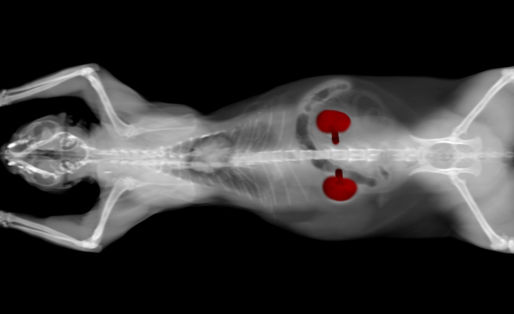 A black and white X-ray image of a cat, lying on its back with paws stretched above its head. The kidneys are highlighted in red, showing their location within the feline's body. The background is black, providing clear detail for accurate assessment by a veterinarian.