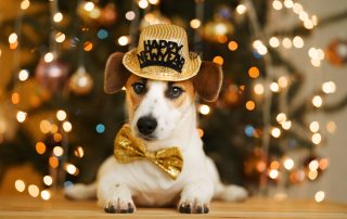 A small dog, fresh from a recent visit to the vet, is wearing a golden hat with "Happy New Year" written on it and a matching golden bow tie. Lying down contentedly, the background features a decorated Christmas tree with twinkling lights, creating a festive atmosphere.