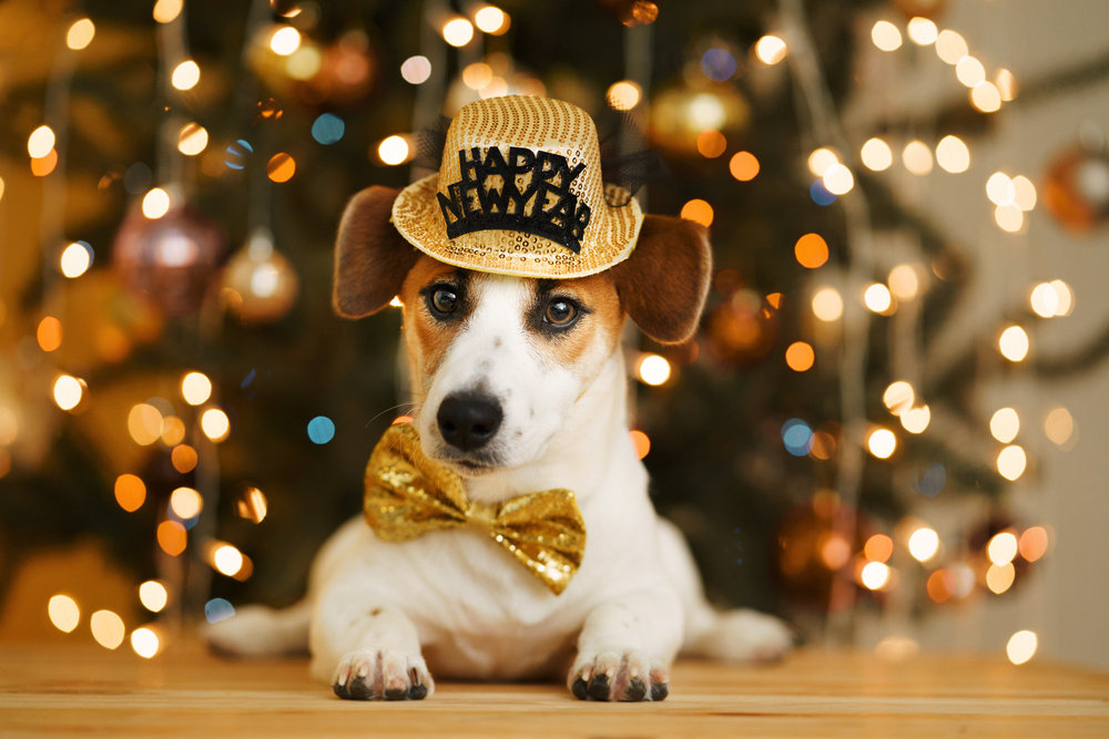 A small dog, fresh from a recent visit to the vet, is wearing a golden hat with "Happy New Year" written on it and a matching golden bow tie. Lying down contentedly, the background features a decorated Christmas tree with twinkling lights, creating a festive atmosphere.