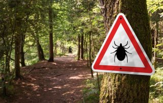 A triangular warning sign with a tick icon is attached to a tree along a forest path. The trail is lined with trees and lit by dappled sunlight filtering through the foliage. The sign, likely placed by a veterinarian, emphasizes caution, indicating the presence of ticks in the area.