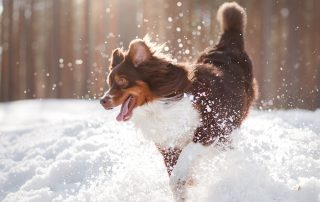 A brown and white dog with perked ears joyfully runs through the snow, creating a burst of snowflakes around it. Sunlight filters through pine trees in the background, highlighting the lively scene, as if on a postcard from your trusted veterinarian's office.