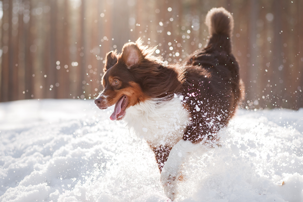 A brown and white dog with perked ears joyfully runs through the snow, creating a burst of snowflakes around it. Sunlight filters through pine trees in the background, highlighting the lively scene, as if on a postcard from your trusted veterinarian's office.