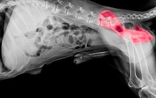 X-ray image of a dog's body in a lateral view. The spinal column, ribs, tail, and pelvis are visible. Some areas in the lower abdomen and hip region are highlighted in red, possibly indicating an abnormality or area of concern that might require a vet's attention.