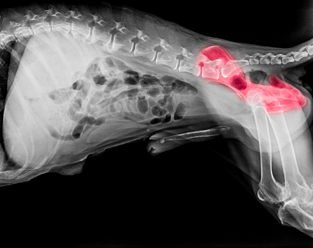 X-ray image of a dog's body in a lateral view. The spinal column, ribs, tail, and pelvis are visible. Some areas in the lower abdomen and hip region are highlighted in red, possibly indicating an abnormality or area of concern that might require a vet's attention.