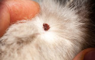 A close-up image of a brown tick embedded in light-colored fur, with fingers gently parting the fur around it. The tick is visible on the animal's skin, and the fur appears soft and slightly fluffy—just the kind of detail a vet would closely examine to ensure your pet's health.