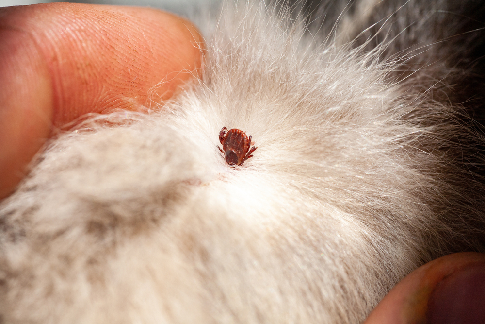 A close-up image of a brown tick embedded in light-colored fur, with fingers gently parting the fur around it. The tick is visible on the animal's skin, and the fur appears soft and slightly fluffy—just the kind of detail a vet would closely examine to ensure your pet's health.