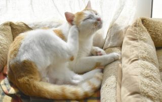 A white and orange cat is lounging in a cushioned pet bed by a window, basking in gentle sunlight. The cat has one back leg raised and is scratching its chin with its paw, eyes closed in apparent contentment. A colorful blanket lies beneath the cat—a scene that would make any veterinarian smile.