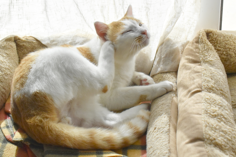 A white and orange cat is lounging in a cushioned pet bed by a window, basking in gentle sunlight. The cat has one back leg raised and is scratching its chin with its paw, eyes closed in apparent contentment. A colorful blanket lies beneath the cat—a scene that would make any veterinarian smile.