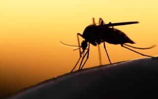 A silhouette of a mosquito perched on a surface, set against a golden yellow background, captures the intricate details of its body and legs. This image could intrigue even a veterinarian with an eye for detail.