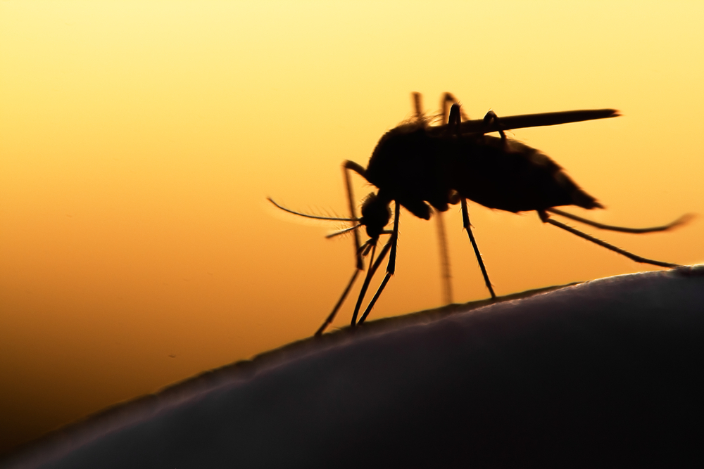 A silhouette of a mosquito perched on a surface, set against a golden yellow background, captures the intricate details of its body and legs. This image could intrigue even a veterinarian with an eye for detail.