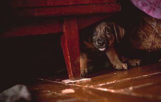 A small brown puppy with a black snout and expressive eyes takes shelter under a wooden piece of furniture on a brown floor. The timid puppy cautiously peeks out, perhaps waiting for the reassuring touch of a vet. A purple and brown cloth is partially visible in the background.