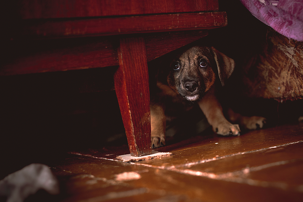 A small brown puppy with a black snout and expressive eyes takes shelter under a wooden piece of furniture on a brown floor. The timid puppy cautiously peeks out, perhaps waiting for the reassuring touch of a vet. A purple and brown cloth is partially visible in the background.