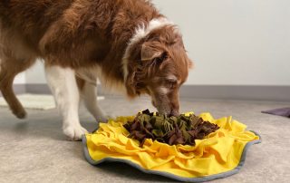 A medium-sized, fluffy brown and white dog is using its nose to forage through a yellow fabric snuffle mat on a light-colored floor. The snuffle mat has brown and green fabric strips at the center, resembling a sunflower. It looks like the perfect indoor activity recommended by your vet.