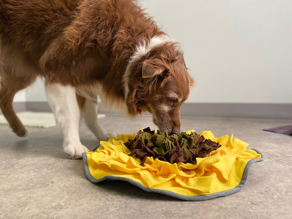 A medium-sized, fluffy brown and white dog is using its nose to forage through a yellow fabric snuffle mat on a light-colored floor. The snuffle mat has brown and green fabric strips at the center, resembling a sunflower. It looks like the perfect indoor activity recommended by your vet.