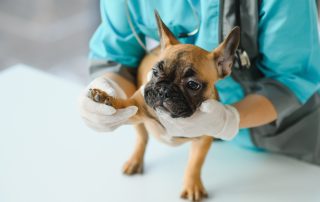 A small brown and black French bulldog is being examined by a veterinarian. The vet is wearing a blue medical uniform and white gloves, gently holding the dog's front paw on a white examination table. The dog appears calm and alert.
