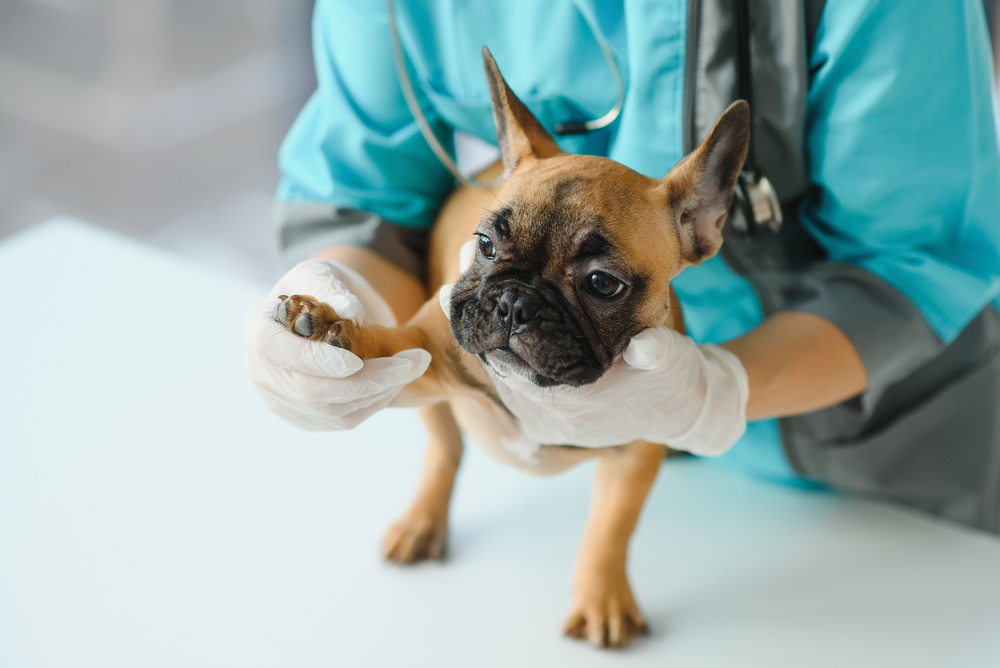 A small brown and black French bulldog is being examined by a veterinarian. The vet is wearing a blue medical uniform and white gloves, gently holding the dog's front paw on a white examination table. The dog appears calm and alert.