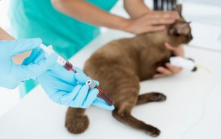 A veterinarian wearing blue gloves fills a syringe with blood from a vial, while another person holds a brown cat on an examination table. The vet gently places a cotton ball on the cat's paw where blood was drawn, ensuring the animal remains calm and comfortable.