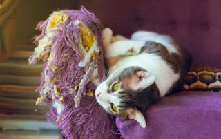 A cat with white and gray fur reclines on a purple, tattered piece of furniture. The cat's green eyes are open as it stretches, appearing relaxed. The fabric of the furniture is frayed, with stuffing visibly hanging out—clearly needing more than just a vet's attention.