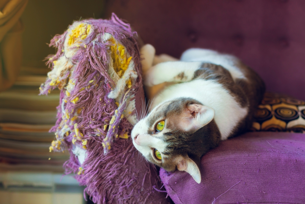 A cat with white and gray fur reclines on a purple, tattered piece of furniture. The cat's green eyes are open as it stretches, appearing relaxed. The fabric of the furniture is frayed, with stuffing visibly hanging out—clearly needing more than just a vet's attention.