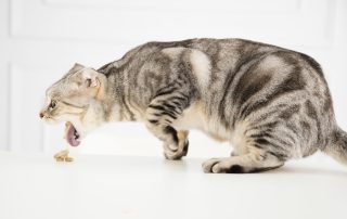 A gray tabby cat with folded ears is standing on a white surface, stretching its neck and licking a treat placed in front of it. The background is plain white, giving the scene a clinical feel, almost as if the treat was prescribed by a caring vet.