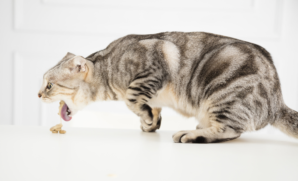 A gray tabby cat with folded ears is standing on a white surface, stretching its neck and licking a treat placed in front of it. The background is plain white, giving the scene a clinical feel, almost as if the treat was prescribed by a caring vet.