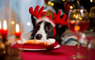 A black and white dog wearing red reindeer antlers sits at a festive table with a red tablecloth, decorations, candles, and a glass of wine. The dog has its head resting on the table, eyeing a plate of food. A Christmas tree stands in the background—looks like even the vet’s loyal companion is ready to celebrate!